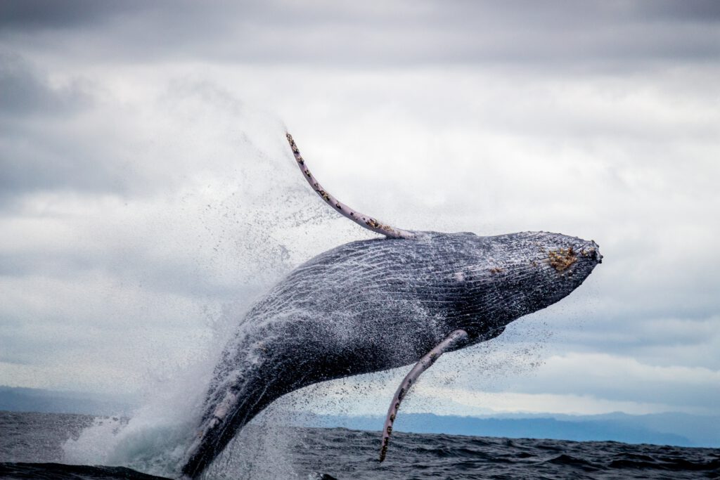 walvis springt uit water